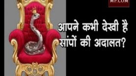 आपने कभी देखी है सांपों की अदालत?