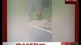टाइगर स्टेट में बारिश के मजे लेते दिखे वनराज