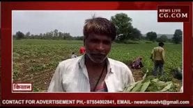 देवास में सैकड़ों एकड़ में सोयाबीन की फसल खराब, मवेशियों को खिला रहे किसान