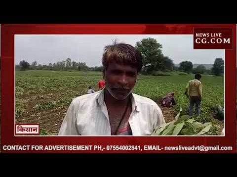 देवास में सैकड़ों एकड़ में सोयाबीन की फसल खराब, मवेशियों को खिला रहे किसान