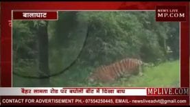 बालाघाट के लामता में सड़क पर घूमता दिखा बाघ, लोगों ने बनाया वीडियो