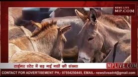 MP में बढ़ी गधों की संख्या, क्रेडिट लेने वाले नदारद