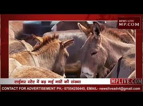 MP में बढ़ी गधों की संख्या, क्रेडिट लेने वाले नदारद