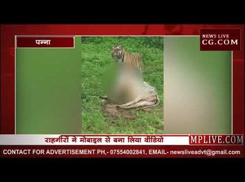 Tiger ने बीच सड़क पर किया गाय का शिकार, राहगीरों ने बनाया Video
