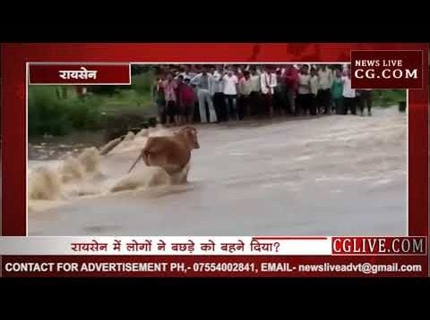 रायसेन में लोगों ने बछड़े को बहने दिया?