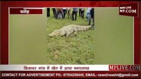 विजावार गांव में खेत मे आया मगरमच्छ