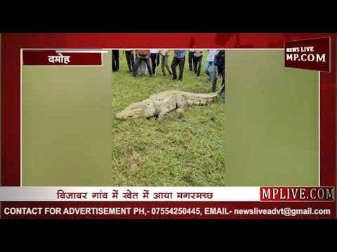 विजावार गांव में खेत मे आया मगरमच्छ