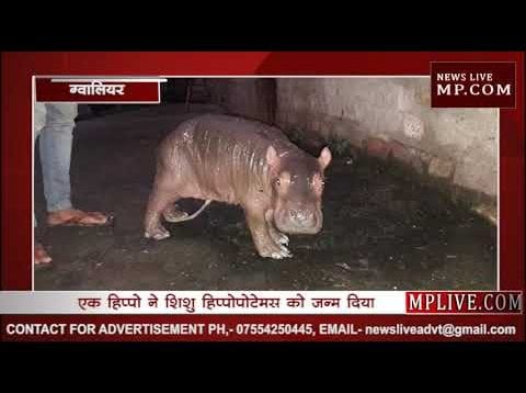 ग्वालियर के गांधी प्राणी उद्यान में रात आया नया मेहमान