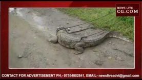 रायसेन में खेतों में आया 5 फिट लंबा मगरमच्छ