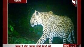 बड़वानी वनविभाग ने एक साथ पकड़े 2 तेंदुए