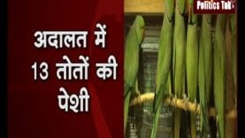 इस अदालत में क्यों हुई तोतों की गवाही?