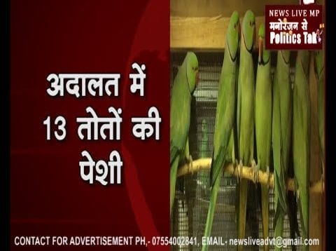 इस अदालत में क्यों हुई तोतों की गवाही?