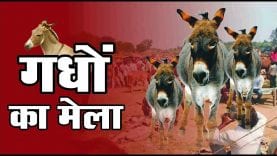 चित्रकूट में लागा गधों मेला लगा