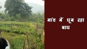 गांव में घुसा बाघ, ग्रामीणों में दहशत- Tiger enters in village, viral video of Tiger