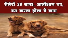 इन दो कुत्तों की देखभाल के लिए सैलरी मिलेगी 29 लाख रुपये