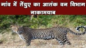 गांव में तेदुए का ऐतक वन विभाग नाकामयाब