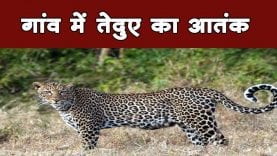 गांव में तेदुए का आतंक वन विभाग की कामयाबी
