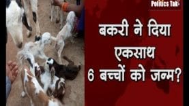 बकरी ने दिया एकसाथ 6 बच्चों को जन्म?