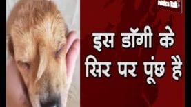 America में मिला दो पूंछ वाला अनोखा डॉग