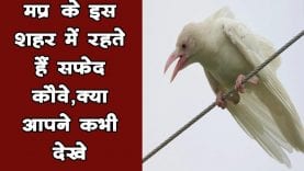 Madhya pradesh के शहर में मिले white crow, रहस्यमयी है इनकी कहानी
