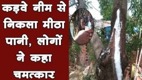 नीम के पेड़ से निकल रहा पानी ,चमत्कारी मान जुटे लोग