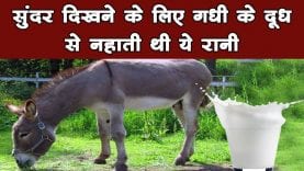 गधी के दूध से सुंदर बनी ये रानी, आप भी आजमाएं चमकदार त्वचा का ये नुस्खआ