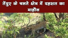 तेंदुए को पकड़ने के लिए रखा पिंजरा