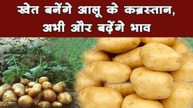खेत बनेंगे आलू के कब्रस्तान, अभी और बढ़ेंगे भाव