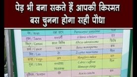 पेड़ भी बना सकते हैं आपकी किस्मत. बस चुनना होगा सही पौधा