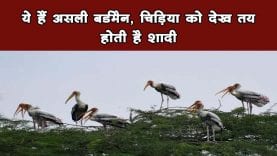 ये हैं असली बर्डमैन, चिड़िया को देख तय होती है शादी