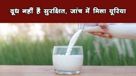 दूध नहीं है सुरक्षित, जांच में मिला यूरिया