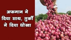 और बढ़ेगी प्याज की कीमत, महाराष्ट्र में बारिश, तुर्की से नहीं आएगी प्याज