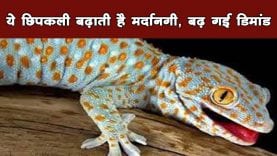 लाखों में है छिपकली, मांस में छिपे हैं ऐसे गुण
