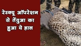 रेस्क्यू ऑपरेशन से तेंदुआ का हुआ ये हाल