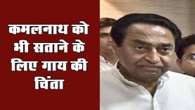 कमलनाथ को भी सताने के लिए गाय की चिंता