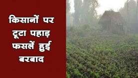 किसानों पर टूटा पहाड़ फसलें हुई बरबाद