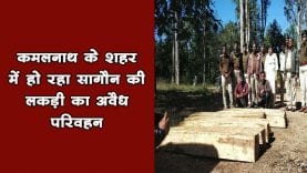 कमलनाथ के शहर में हो रहा सागौन की लकड़ी का अवैध परिवहन