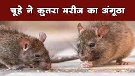 चूहे ने कुतरा मरीज का अंगूठा