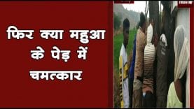 महुआ के पेड़ में चमत्कार