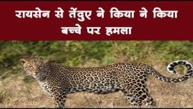 रायसेन से तेंदुए ने किया ने किया बच्चे पर हमला