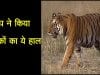 Kanha range में बाघ ने किया tourist vehicle पर हमला