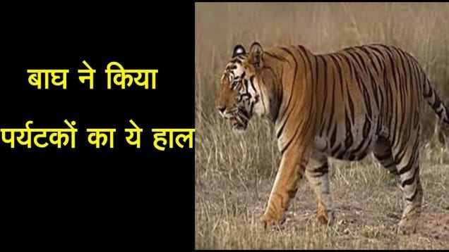Kanha range में बाघ ने किया tourist vehicle पर हमला