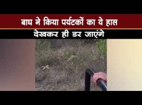 Kanha range में बाघ ने किया tourist vehicle पर हमला