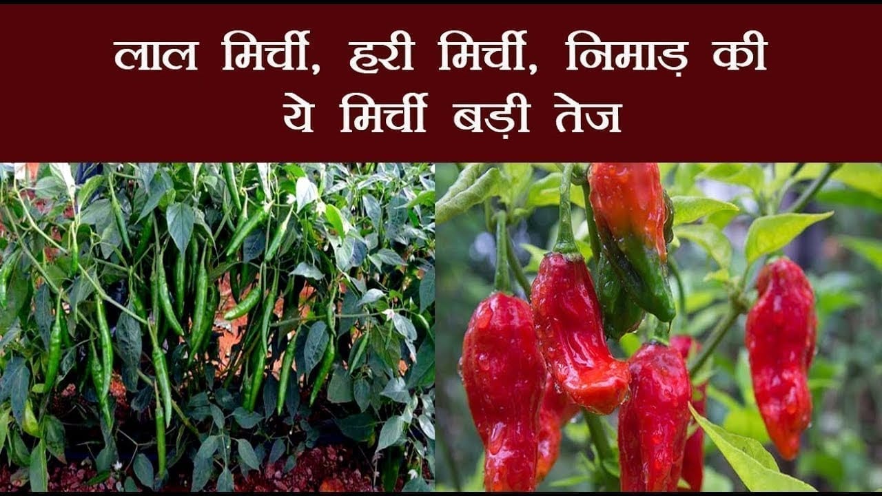 Khargone के Kasrawad में शुरू हुआ mirchi mahotsav. इतने किस्म की मिर्च दिखेंगी