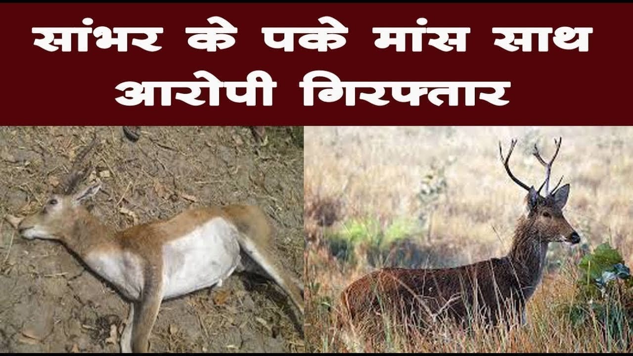 बुधनी में वन अमले की कार्रवाई; सांभर के पके मांस साथ आरोपी गिरफ्तार