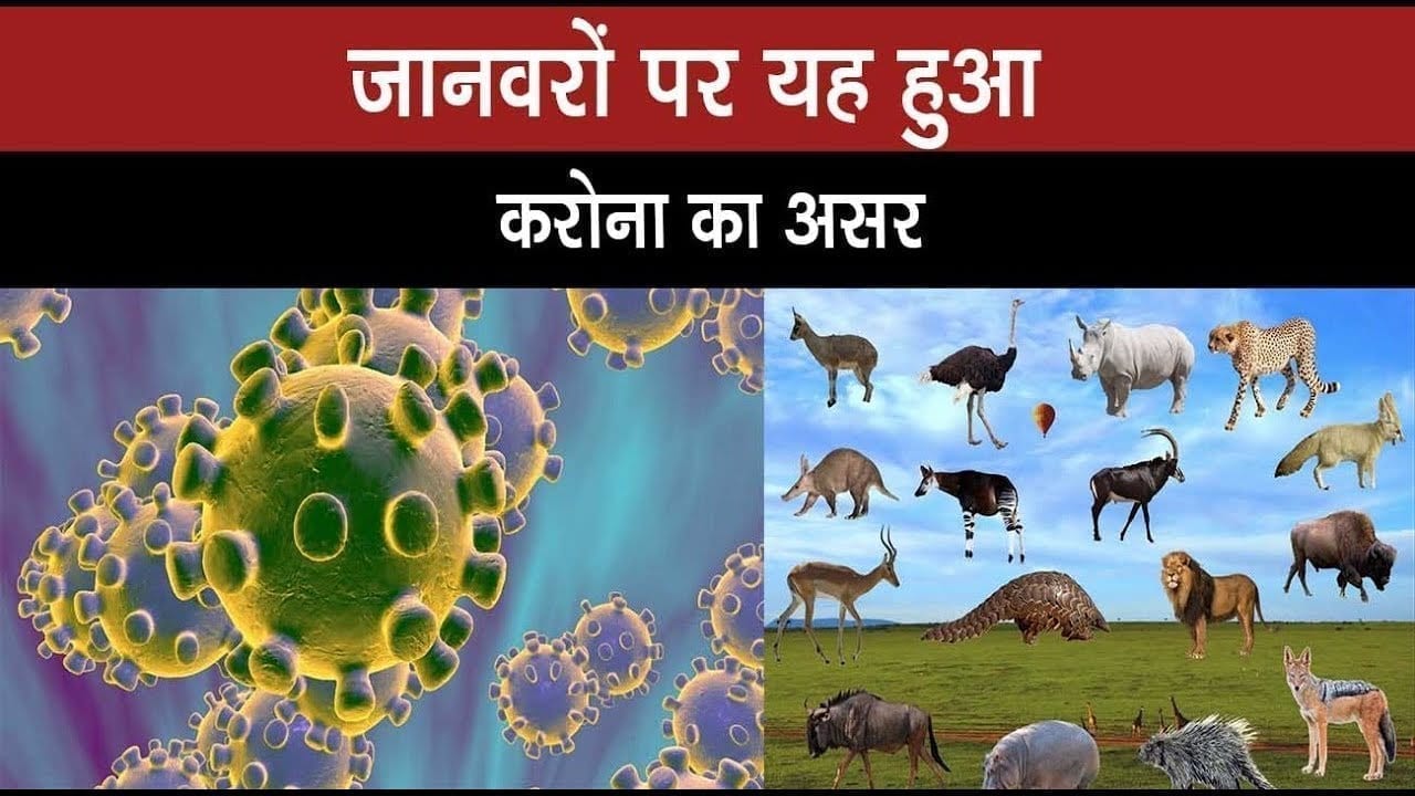 बदला बदला सड़क का नजारा, रायगढ़ में यह है हाल