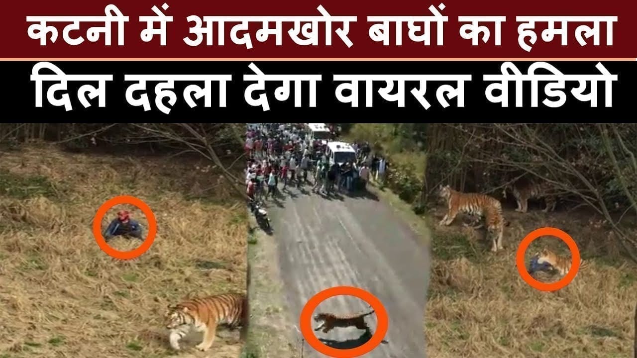 Bandhavgarh से छूटे आदमखोर tiger गांव में ऐसे मचाया उत्पात, फिर हुआ ये हाल