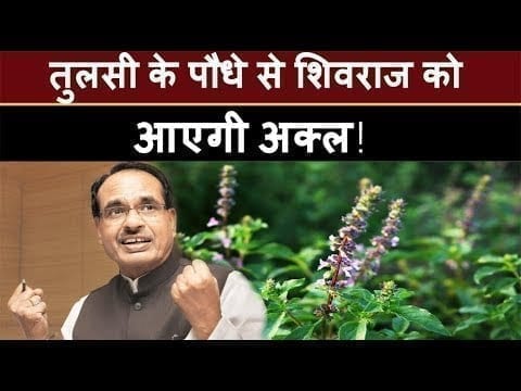 jyotiraditya scindhiya के समर्थकों ने Shivraj singh chouhan को क्यों दिया तुलसी का पौधा