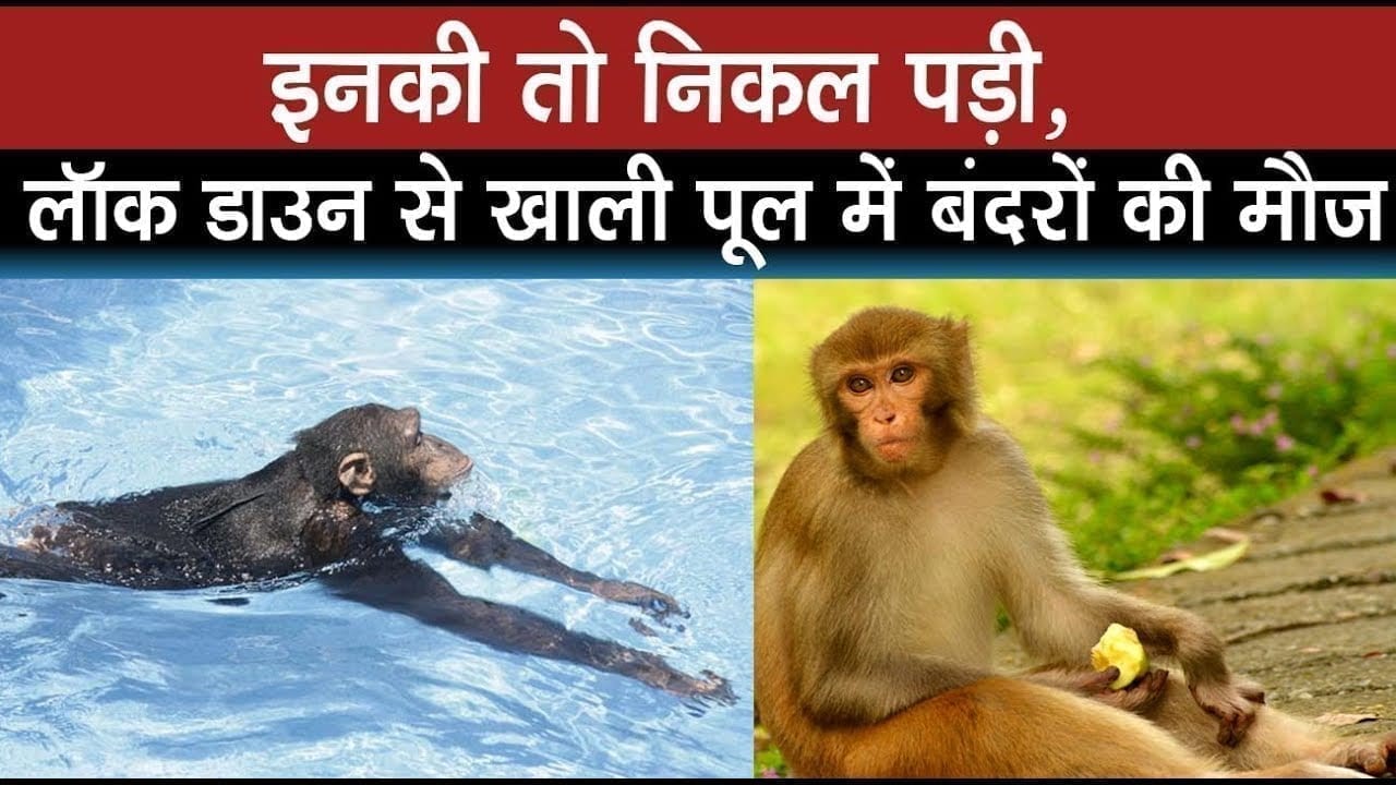 इनकी तो निकल पड़ी, लॉक डाउन से खाली पूल में बंदरों की मौज