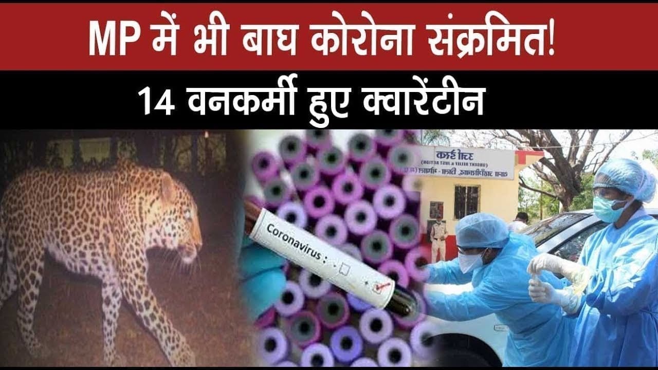 क्या महामारी का शिकार था Madhyapradesh का tiger, 2 docotor सहित14 वनकर्मी हुए आइसोलेट